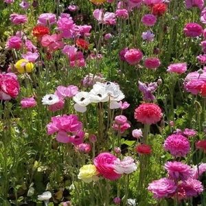 Meet your Posher, Nelia